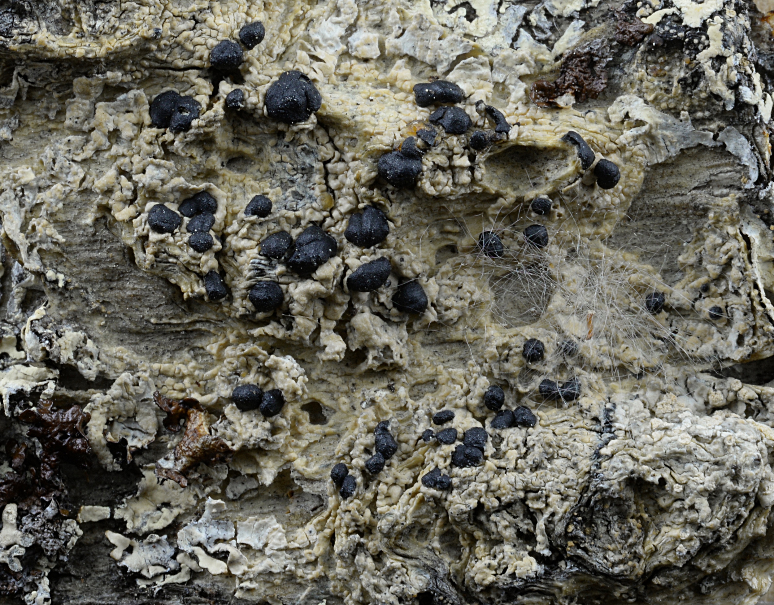 Представитель Семейства Mycoblastaceae